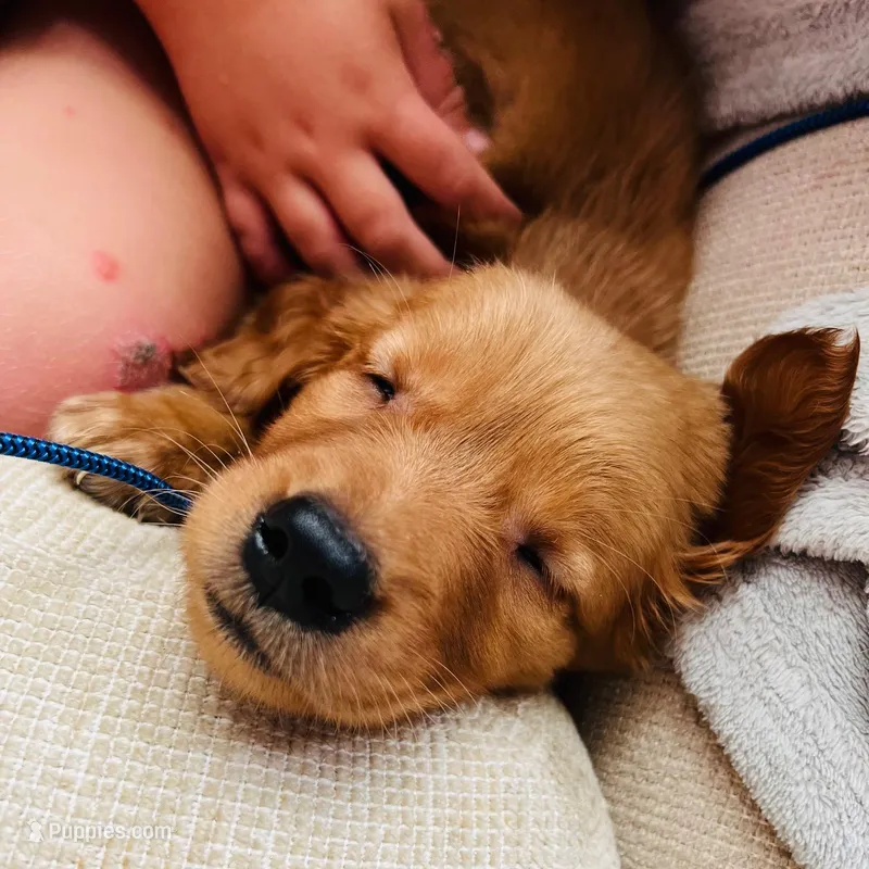 Female Golden Retriever Pups