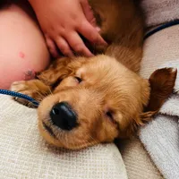 Female Golden Retriever Pups, a female Golden Retriever for sale in Waseca, MN – Photo 1 of 4