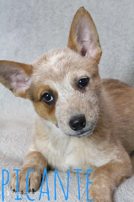 Picante – Australian Cattle Dog puppy for sale in Waseca, MN