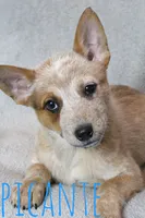 Picante, a male Australian Cattle Dog for sale in Waseca, MN – 1 of 4