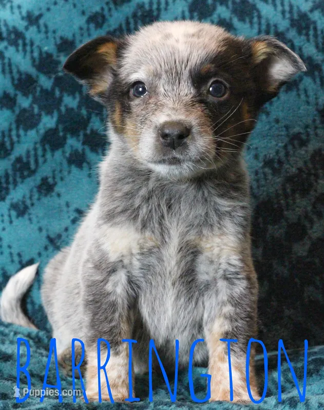 Barrington – Australian Cattle Dog puppy for sale in Waseca, MN