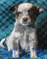 Barrington, a male Australian Cattle Dog for sale in Waseca, MN – 1 of 1