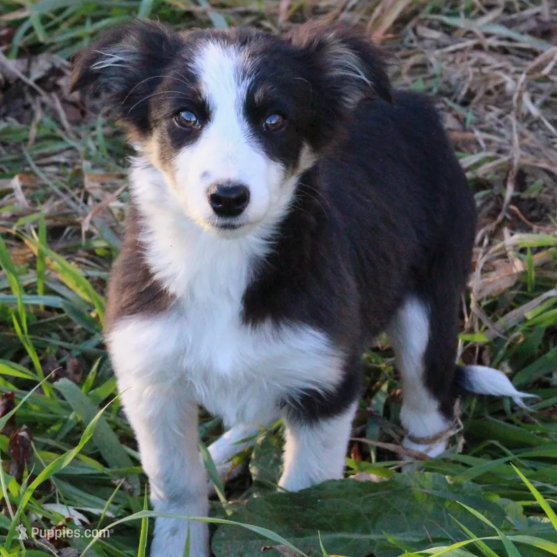 Dora – Border Collie puppy for sale in Waseca, MN
