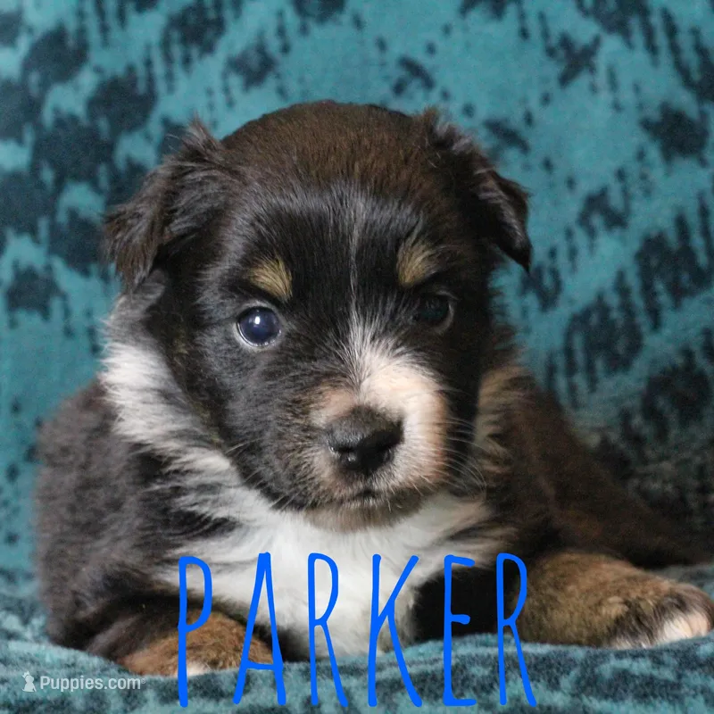 Parker – Miniature Australian Shepherd puppy for sale in Waseca, MN