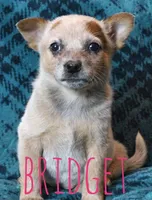 Bridget, a female Australian Cattle Dog for sale in Waseca, MN – 1 of 1