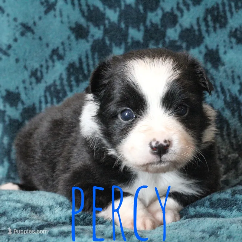Percy – Miniature Australian Shepherd puppy for sale in Waseca, MN