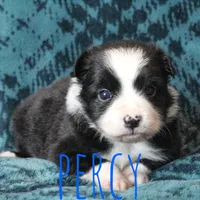 Percy, a male Toy Australian Shepherd for sale in Waseca, MN – 4 of 4