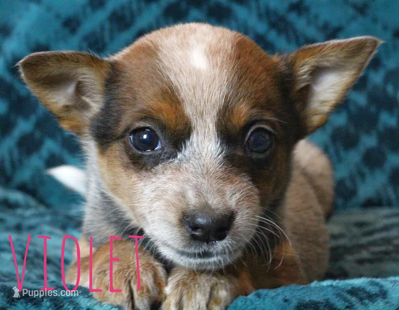 Violet – Australian Cattle Dog puppy for sale in Waseca, MN