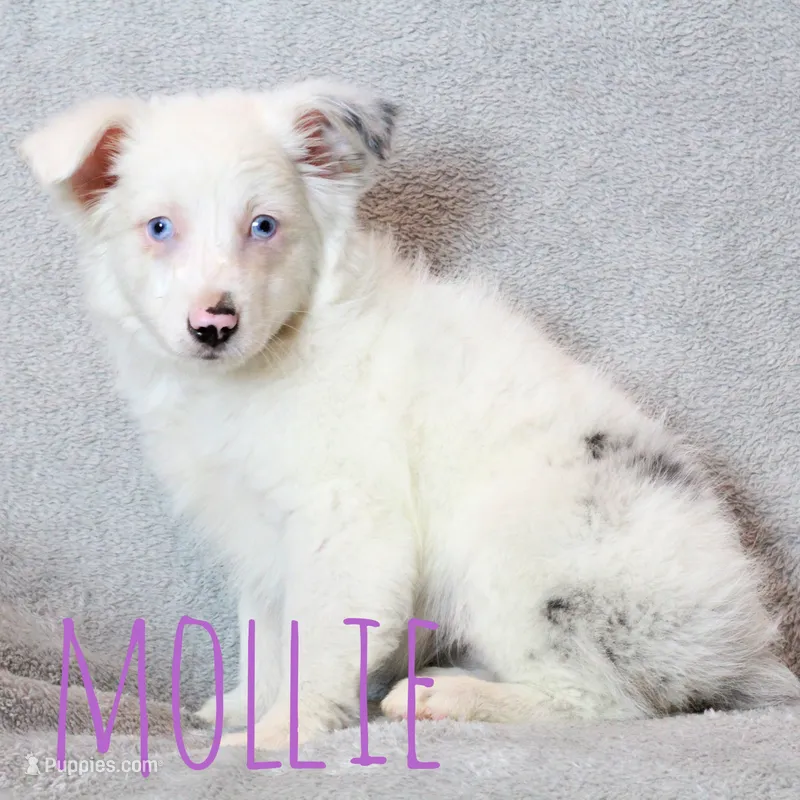Mollie – Miniature Australian Shepherd puppy for sale in Waseca, MN