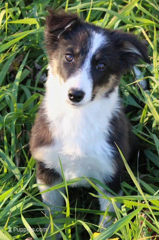 Stargazer – Border Collie puppy for sale in Waseca, MN