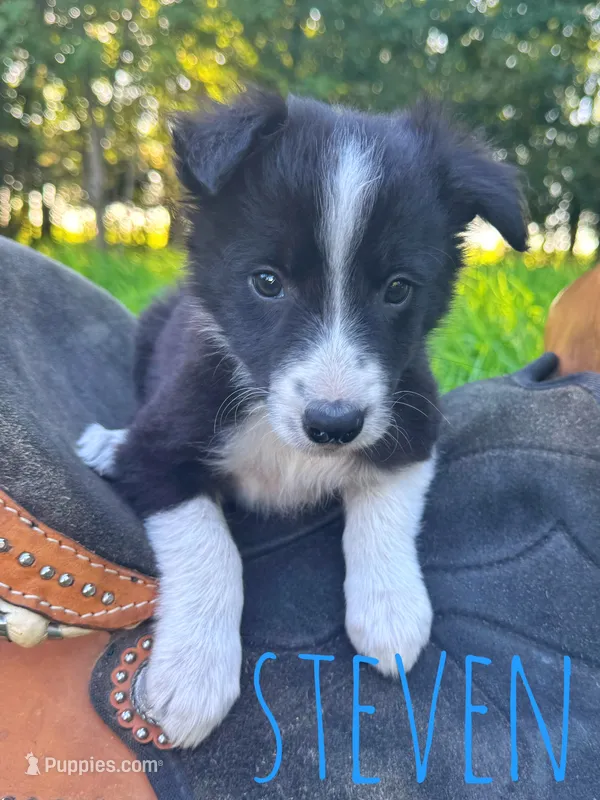 Steven – Border Collie puppy for sale in Waseca, MN