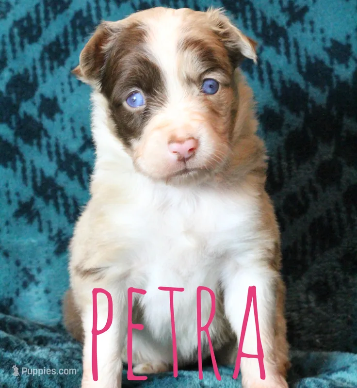 Petra, a female Miniature Australian Shepherd for sale in Waseca, MN – Photo 1 of 1