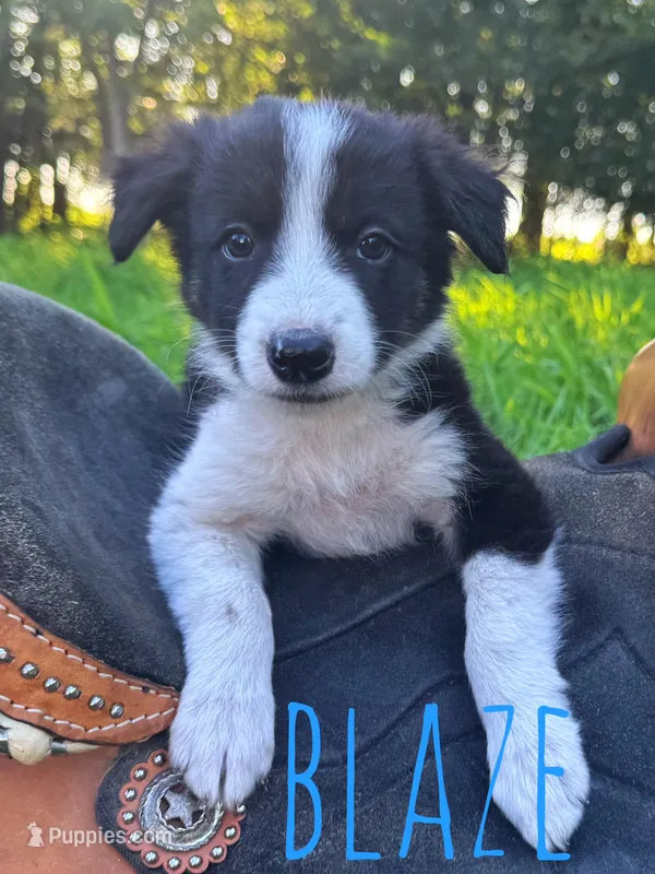 Blaze – Border Collie puppy for sale in Waseca, MN