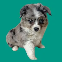 Spaghetti, a female Miniature Australian Shepherd for sale in Waseca, MN – Photo 4 of 6