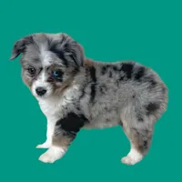 Spaghetti, a female Miniature Australian Shepherd for sale in Waseca, MN – Photo 5 of 6