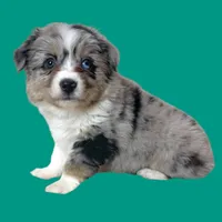 Spaghetti, a female Miniature Australian Shepherd for sale in Waseca, MN – Photo 3 of 6