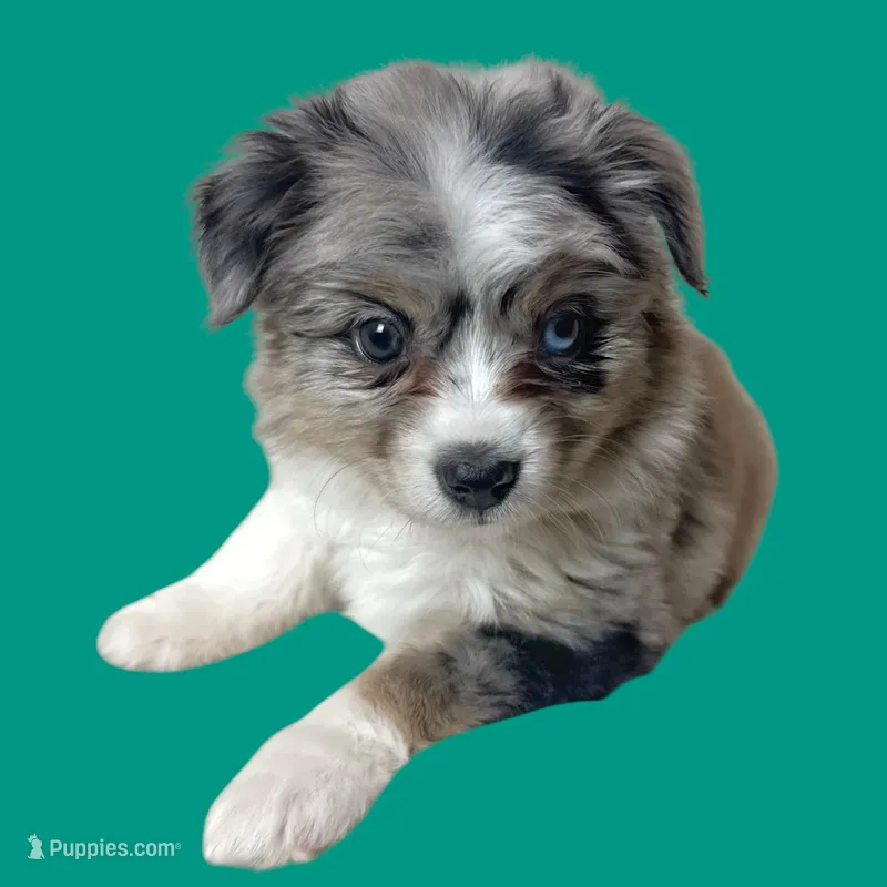 Spaghetti, a female Miniature Australian Shepherd for sale in Waseca, MN – Photo 1 of 6