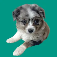 Spaghetti, a female Miniature Australian Shepherd for sale in Waseca, MN – Photo 1 of 6
