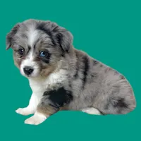 Spaghetti, a female Miniature Australian Shepherd for sale in Waseca, MN – Photo 6 of 6