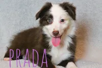 Prada, a female Miniature Australian Shepherd for sale in Waseca, MN – 2 of 4