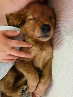 Male Golden Retriever Puppies, a male Golden Retriever for sale in Waseca, MN – Photo 4 of 4