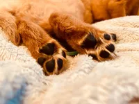 Male Golden Retriever Puppies, a male Golden Retriever for sale in Waseca, MN – Photo 2 of 4