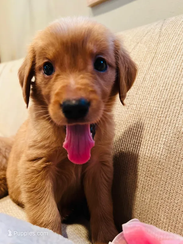 Male Golden Retriever Puppies