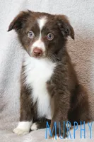 Murphy, a male Toy Australian Shepherd for sale in Waseca, MN – 1 of 3