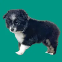 Penne, a female Miniature Australian Shepherd for sale in Waseca, MN – Photo 3 of 5