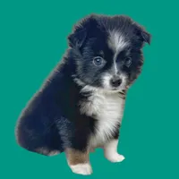 Penne, a female Miniature Australian Shepherd for sale in Waseca, MN – Photo 4 of 5