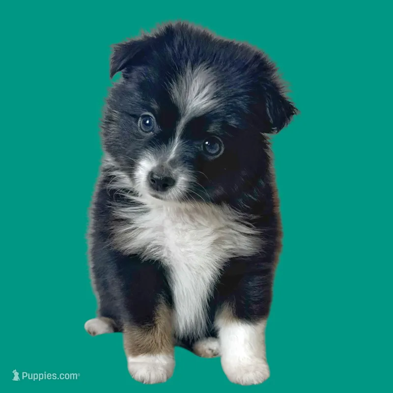 Penne, a female Miniature Australian Shepherd for sale in Waseca, MN – Photo 1 of 5