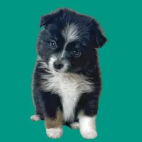 Penne, a female Miniature Australian Shepherd for sale in Waseca, MN – Photo 1 of 5