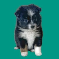 Penne, a female Miniature Australian Shepherd for sale in Waseca, MN – Photo 2 of 5
