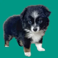 Penne, a female Miniature Australian Shepherd for sale in Waseca, MN – Photo 5 of 5