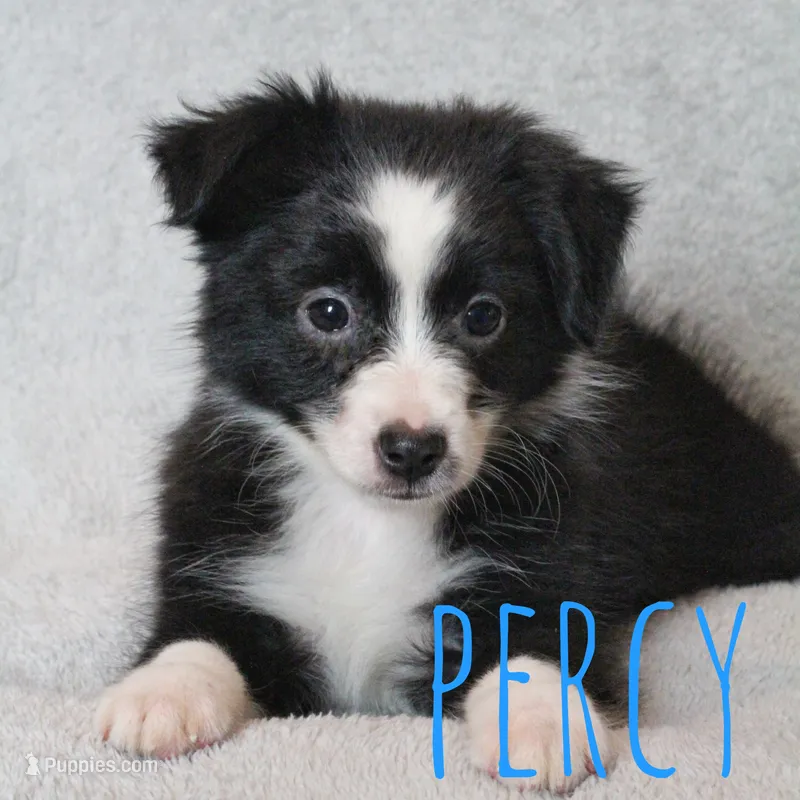 Percy – Toy Australian Shepherd puppy for sale in Waseca, MN