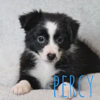 Percy, a male Toy Australian Shepherd for sale in Waseca, MN – 1 of 4