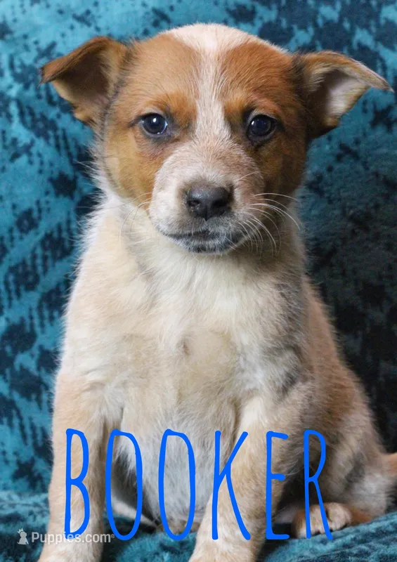 Booker – Australian Cattle Dog puppy for sale in Waseca, MN
