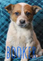 Booker, a male Australian Cattle Dog for sale in Waseca, MN – 1 of 1