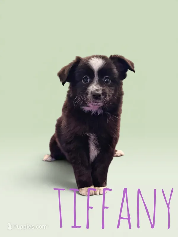 Tiffany – Toy Australian Shepherd puppy for sale in Waseca, MN