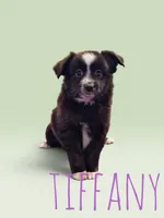 Tiffany, a female Toy Australian Shepherd for sale in Waseca, MN – 1 of 1