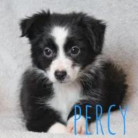 Percy, a male Toy Australian Shepherd for sale in Waseca, MN – 3 of 4