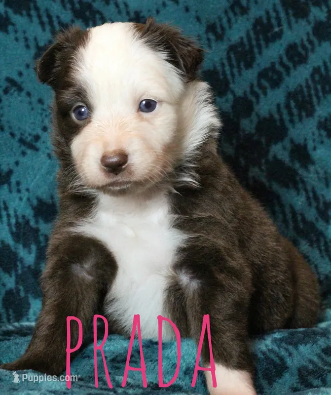 Prada – Miniature Australian Shepherd puppy for sale in Waseca, MN