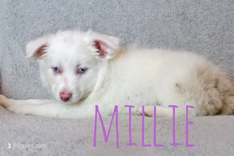 Millie – Miniature Australian Shepherd puppy for sale in Waseca, MN