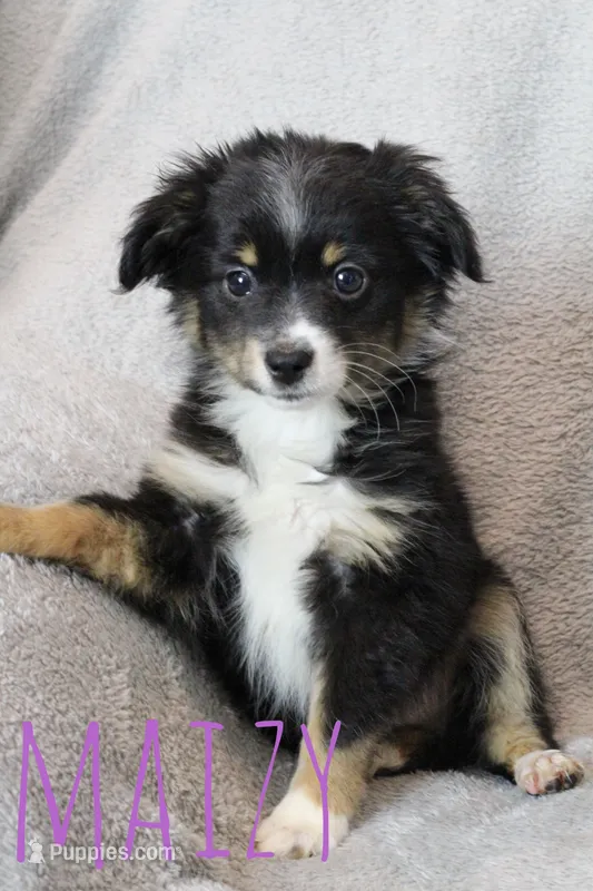 Maizy – Toy Australian Shepherd puppy for sale in Waseca, MN
