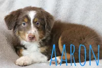 Aaron, a male Miniature Australian Shepherd for sale in Waseca, MN – 2 of 2