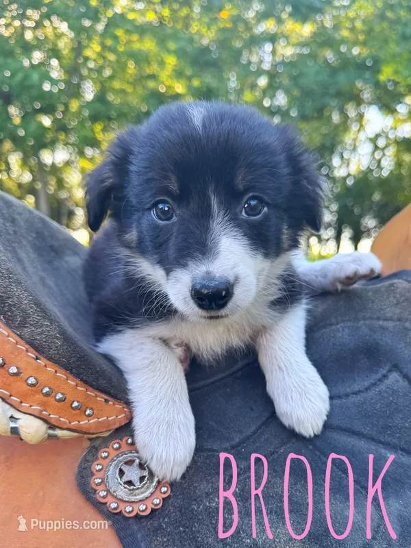 Brook – Border Collie puppy for sale in Waseca, MN