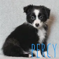 Percy, a male Toy Australian Shepherd for sale in Waseca, MN – 2 of 4