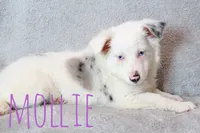 Mollie, a female Miniature Australian Shepherd for sale in Waseca, MN – 2 of 2