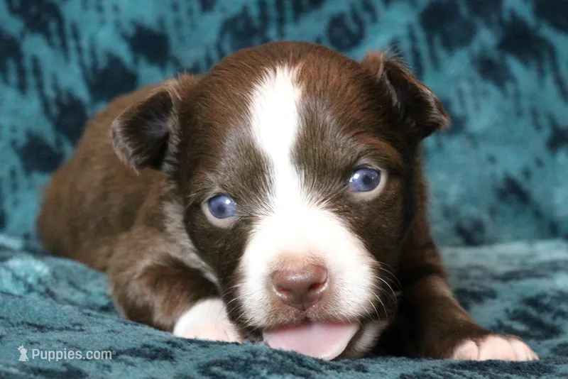 M1 – Miniature Australian Shepherd puppy for sale in Waseca, MN