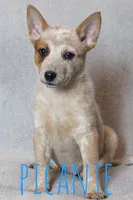 Picante, a male Australian Cattle Dog for sale in Waseca, MN – 2 of 4